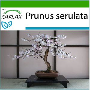 10 graines SAFLAX Prunus avium Cerisier des oiseaux 