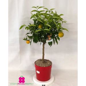 PLANTE POUSSÉE Plante de clémentine Citrus Clementina - pot Ø 22 cm - h. 80-100 cm
