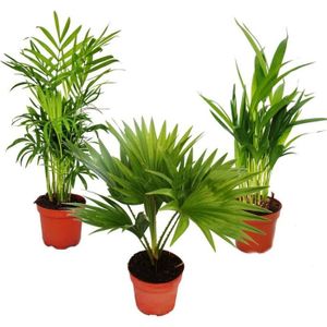 PLANTE POUSSÉE Palmiers de chambre - Lot de 3 - Palmier des montagnes (Chamaedorea) - Palmier éventail (Livistona) - Areca (Palmier aux fruits