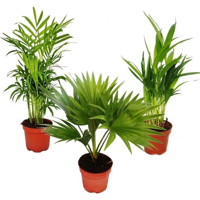 Palmiers de chambre - Lot de 3 - Palmier des montagnes (Chamaedorea) - Palmier éventail (Livistona) - Areca (Palmier aux fruits