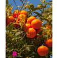 Plante de clémentine Citrus Clementina - pot Ø 22 cm - h. 80-100 cm-1
