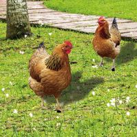 Décoration de jardin de poulet - YSTP - 2 pièces - Métal - Blanc - Couleur(s) variée(s)