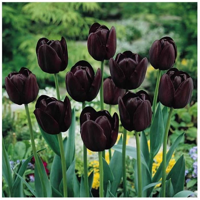 Lot de 5 bulbes de Tulipe noires Queen of the Night - bulbes de printemps -  Cdiscount Jardin