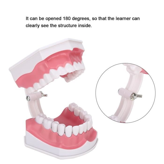 Cergrey Modèle de Dents Dentaires Modèle de Prothèse, Dents Dentaires  Gencives Modèle 28Pcs Modèle Adulte Standard Outil d'Enseignement Médical 
