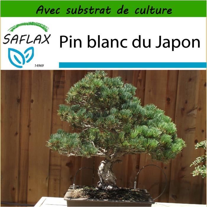 Pin parasol 6 graines Pinus pinea SAFLAX Avec substrat 