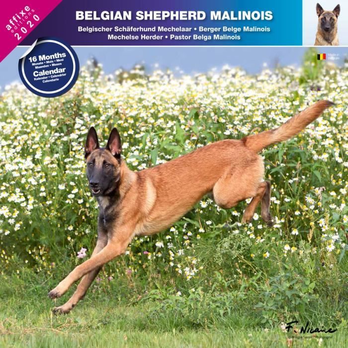 Berger Belge Malinois