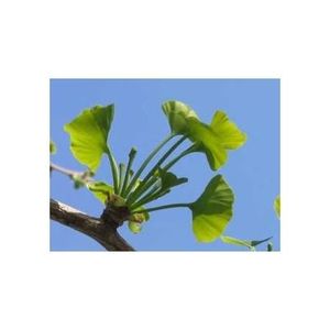 Gélules Ginkgo Biloba 250 Mg - France Herboristerie - Boîte Neuve