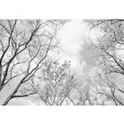 WALLARENA Papier Peint Intissé Couronnes d'arbres Forêt 368x254cm noir et blanc plafond Panoramique Salon Photo Non Tissé Muraux Moderne