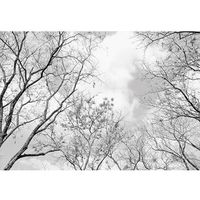 Papier Peint Intissé Couronnes d'arbres Forêt 368x254cm noir et blanc plafond Panoramique Salon Photo Non Tissé Muraux Moderne