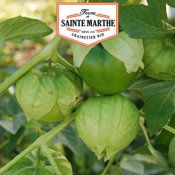La ferme Sainte Marthe 50 graines Tomatillo du Mexique Cdiscount Jardin