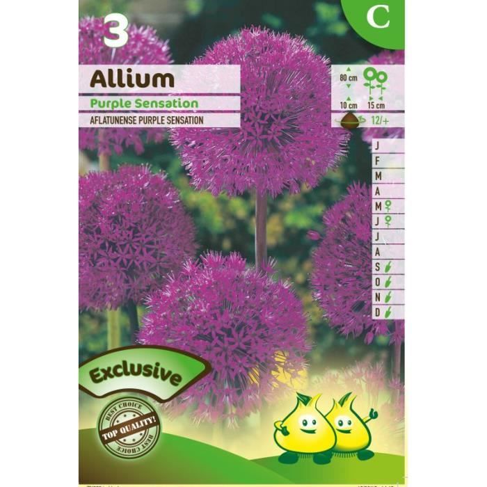 Bulbe Allium Purple Sensation X3 Cdiscount Jardin