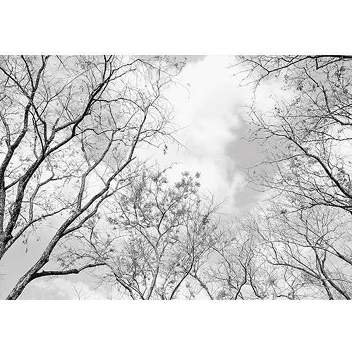 Papier Peint Intissé Couronnes d'arbres Forêt 368x254cm noir et blanc plafond Panoramique Salon Photo Non Tissé Muraux Moderne