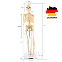 45cm Modèle de squelette anatomique  avec support de base outil médical