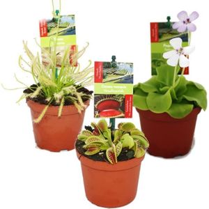 Kit Plantes Carnivores Achat Vente Pas Cher