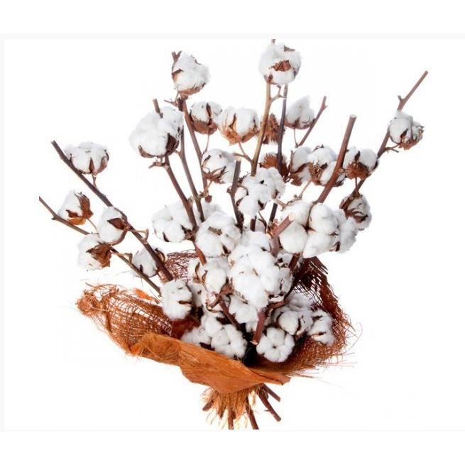 Bouquet de fleurs de coton - Cdiscount Jardin