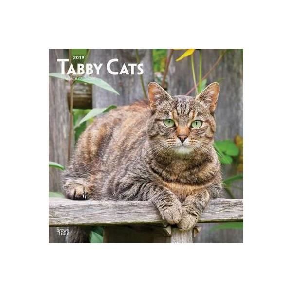 Calendrier Chats Tigres 19 Achat Vente Calendrier Ephemeride Calendrier Chats Tigres 1 Cdiscount Calendrier Chats Tigres 19 Achat Vente Calendrier Ephemeride Calendrier Chats Tigres 1 Cdiscount