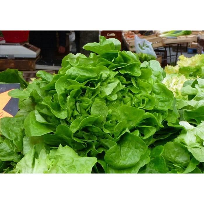 Lot De 250 Graines De Poireau Gros Long D'Et&eacute; - Vari&eacute;t&eacute; Estivale Et