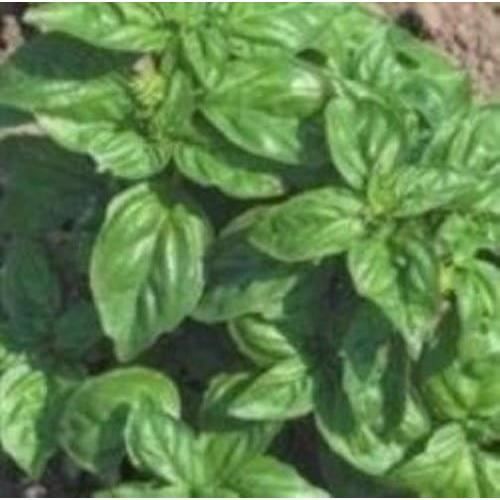 Basilic Neopolitana - Ocimum Basilicum - 1000 Graines[z2345 ... Basilic Neopolitana - Ocimum Basilicum - 1000 Graines[z2345 ...