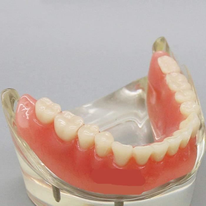 Kits dentaires FHUILI Modèle de Soins dentaires - Dents Adultes Modèle Dents Anatomie Modèle - Adulte Standard Démonstra 434478