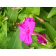 30 Graines de Belle de Nuit - fleurs plante vivace jardin méthode BIO-1