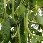 BELLEVUE DISTRIBUTION Graines de Haricot Nain à filet Triomphe de Farcy - Vilmorin