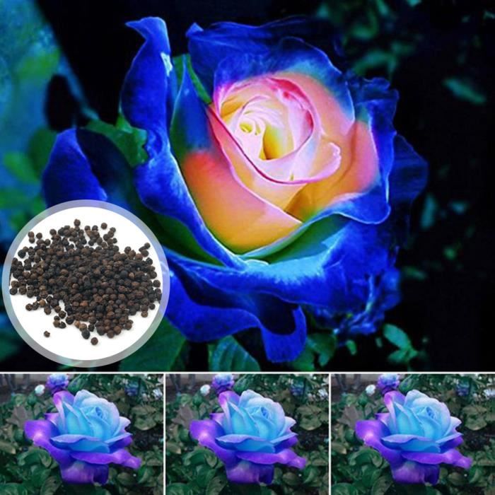 150 pcs Graines de rose bleue cœur rose, mini fleurs ornementales naturelles vibrantes adaptées au jardin