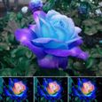 150 pcs Graines de rose bleue cœur rose, mini fleurs ornementales naturelles vibrantes adaptées au jardin-1