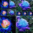 150 pcs Graines de rose bleue cœur rose, mini fleurs ornementales naturelles vibrantes adaptées au jardin-3