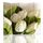 Bouquet de tulipe blanche