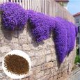1500 pièces Graines de cresson, fleurs de balcon, violet-0
