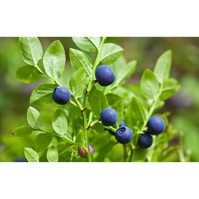 250 Graines de Myrtille sauvage Airelle - Fruit jardin potager - méthode BIO