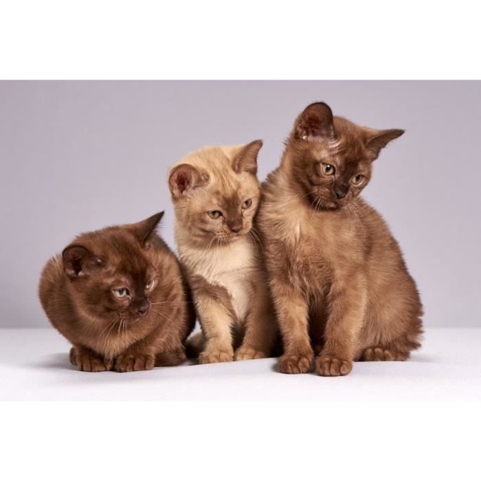 Royal Copenhagen - Chat Siamois - Modèle 3218 - Porcelaine