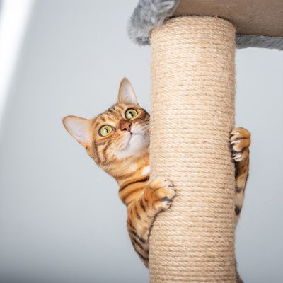 Corde Jute Corde De Jute 12mm X 10m TIMESETL - Chanvre Robustepour Griffoir Chat, Jardinage, Décoration DIY Jardinage DIY Corde Jute Corde De Jute 12mm X 10m TIMESETL - Chanvre Robustepour Griffoir Chat, Jardinage, Décoration DIY Jardinage DIY
