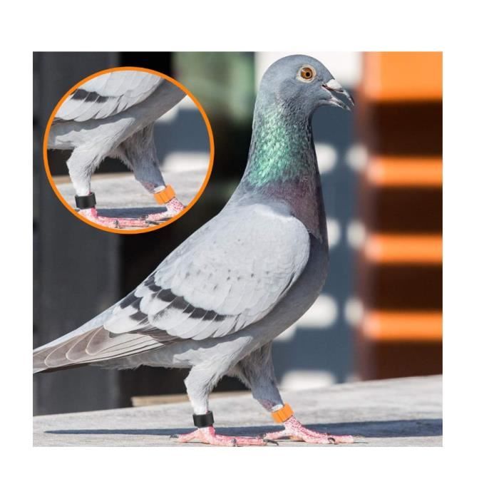 Firulab Anneaux D'identification D'oiseaux, Anneaux D'identification D