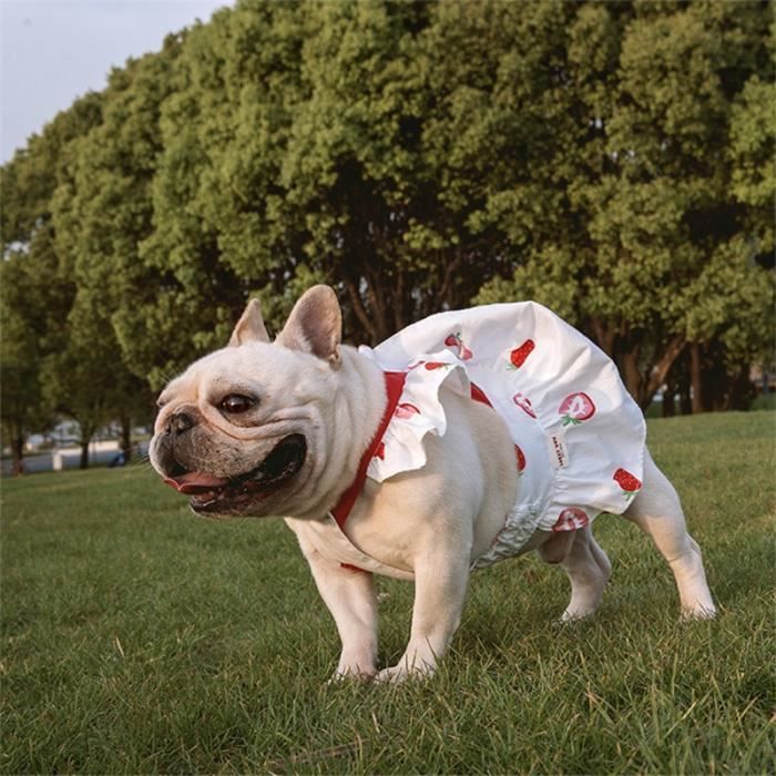 Habiller son bouledogue français on sale