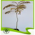 Arbres ornementaux et d'ombrage Albizia julibrissin rosea (Arbre à soie) - Plante 292253-0