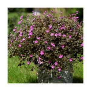 PLANTE POUSSÉE PLANTE POUSSEE- Géranium vivace Orkney Cherry-Pot de 3L - 10/40 cm-BELLEVUE DISTRIBUTION