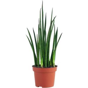 PLANTE POUSSÉE PLNTS - Sansevieria Fernwood Mikado - Plante verte - Plante d'intérieur en 12 cm Pot - Hauteur 30 cm174