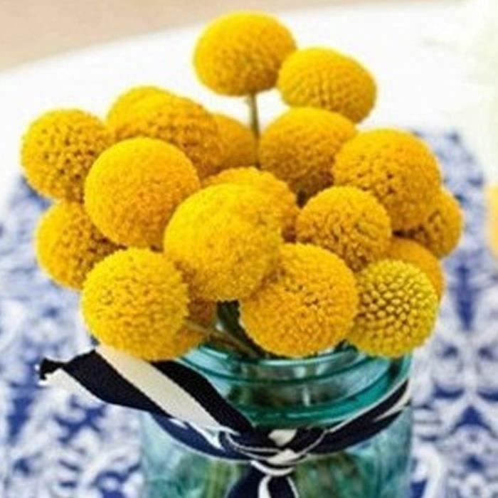 Graines Fleur Hortensia Or 20 Pcs FR30532