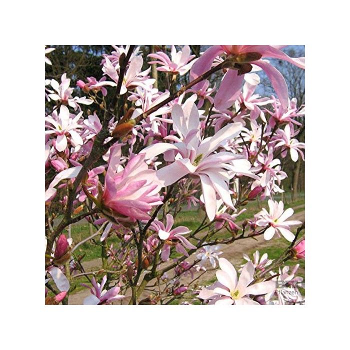 Magnolia Loebneri Leonard Messel- Magnolia loebneri Leonard Messel 50-60 cm en conteneur