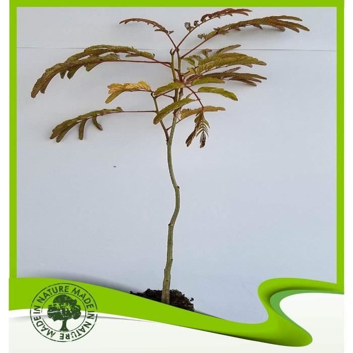 Arbres ornementaux et d'ombrage Albizia julibrissin rosea (Arbre à soie) - Plante 292253