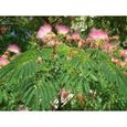 Arbres ornementaux et d'ombrage Albizia julibrissin rosea (Arbre à soie) - Plante 292253-1