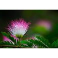 Arbres ornementaux et d'ombrage Albizia julibrissin rosea (Arbre à soie) - Plante 292253-2