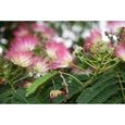 Arbres ornementaux et d'ombrage Albizia julibrissin rosea (Arbre à soie) - Plante 292253-3