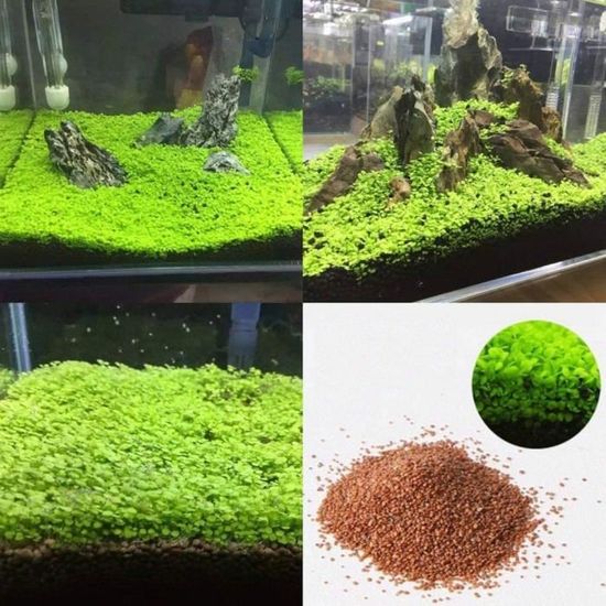Aquarium plante graines eau herbe graines poisson réservoir décor -  Cdiscount Au quotidien