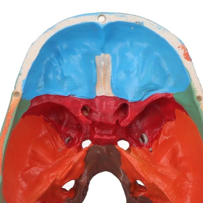 Shocrane SHO modèle de crâne d'anatomie Modèle de crâne humain d'anatomie ...