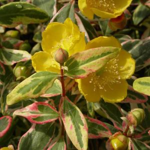 ARBRE - BUISSON Arbuste Hypericum moserianum Tricolor - BELLEVUE DISTRIBUTION - Pot de 3L - 20/40 cm - Floraison jaune