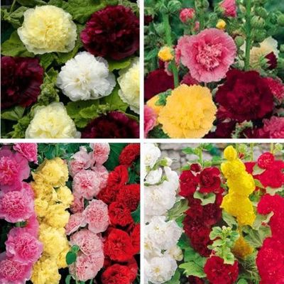 100pcs Rare Graines De Fleur Rose Trémière Alcée Des Jardins Idéal Pour Jardin Cour