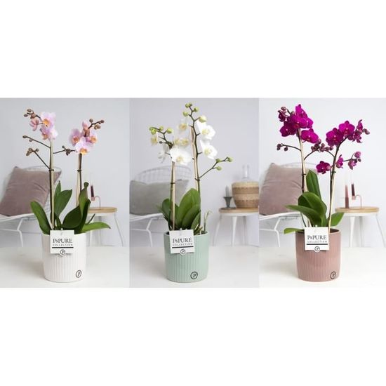 Pot De Fleur Céramique Avec Fontaine Intégrée Pour Orchidée - 25cm - Neuf