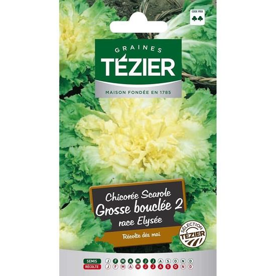 Sachet Graines Tezier Chicorée scarole Grosse bouclée 2 race Elysée